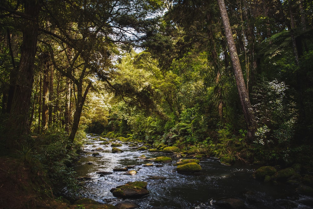 river in the forest during daytime