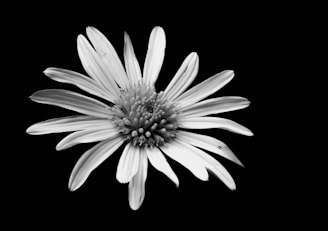 A minimalist still life featuring a single flower against a black backdrop with golden highlights