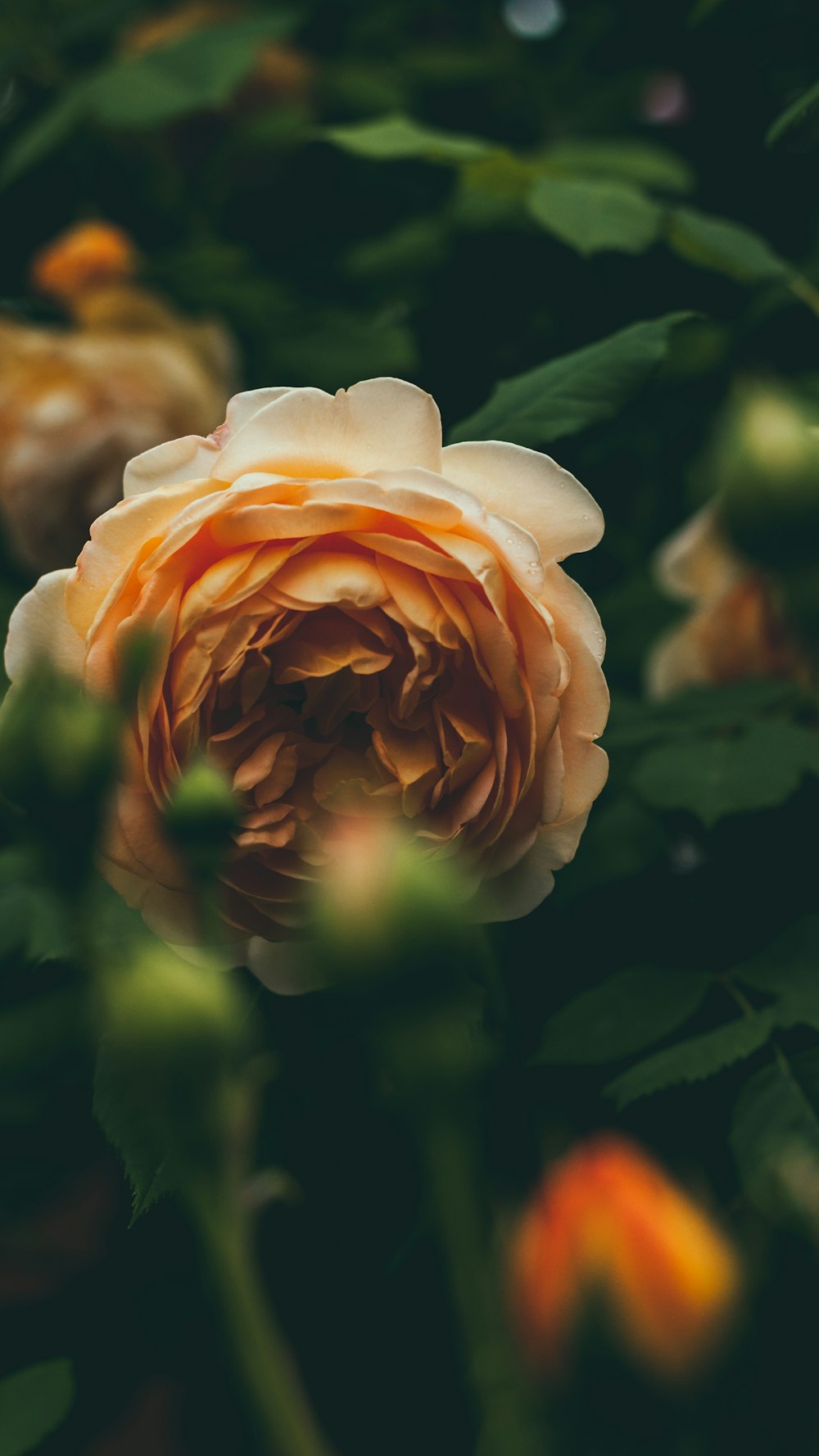 orange flower surrounded by leaves