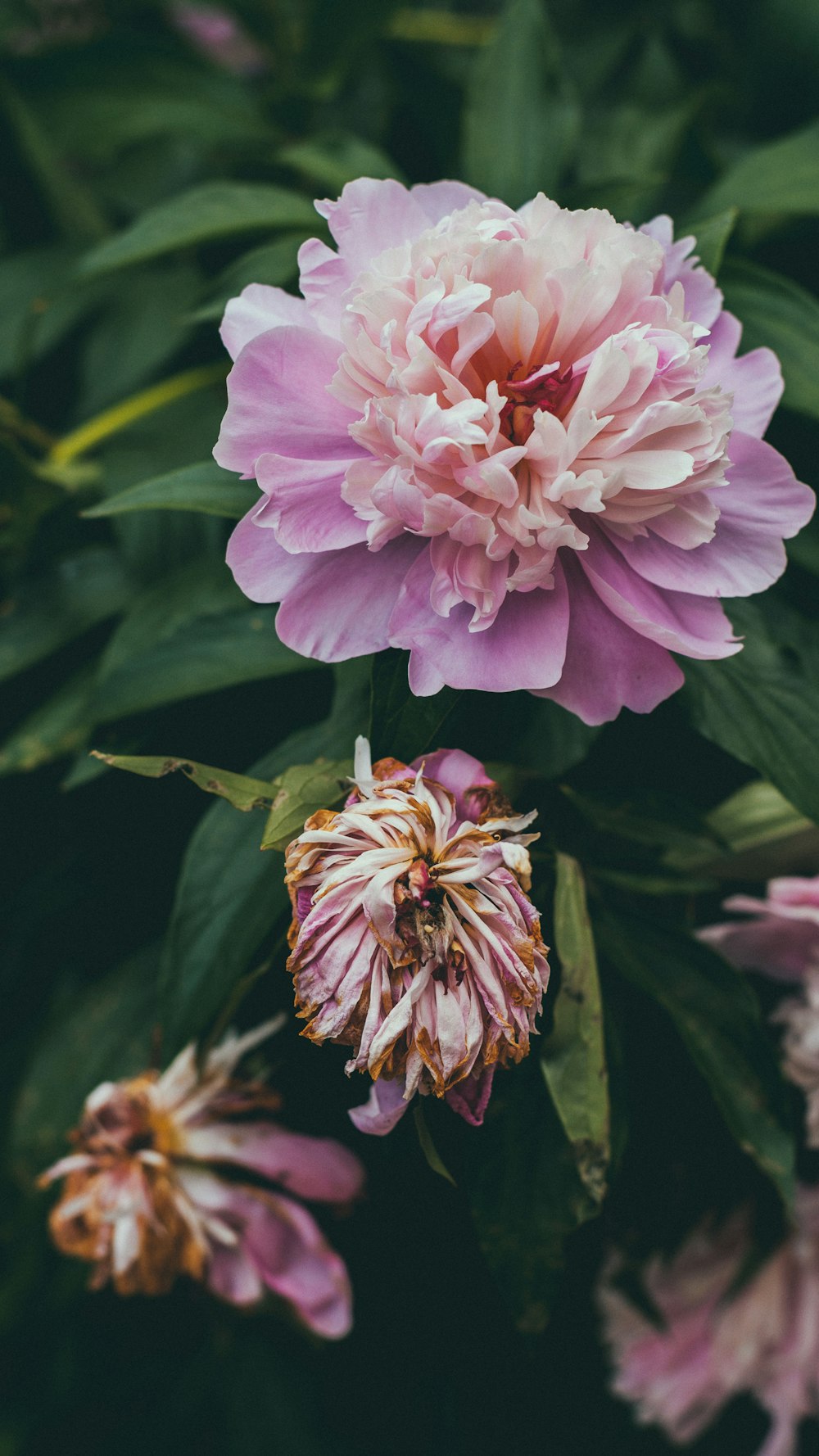 pink flower on green plant