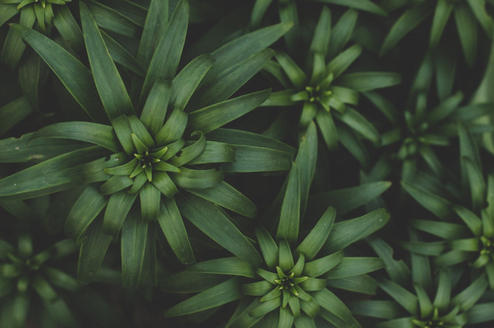 Fotografía de primer plano de plantas de hoja verde