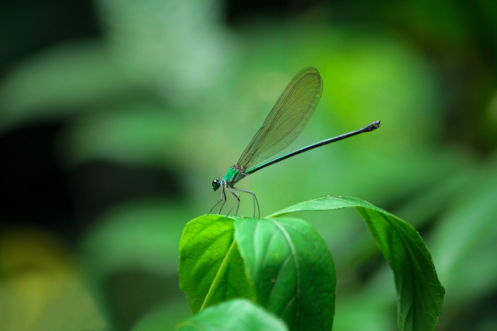 green and black dragonfly on green leaves