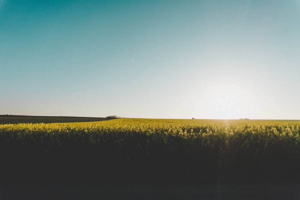 yellow petaled flower field at daytime