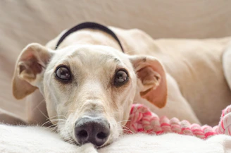 beige dog lying on white textile