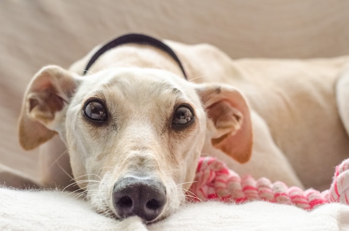 The Greyhound: The fastest couch potato 