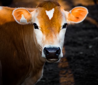 selective focus photography of brown cow