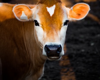 selective focus photography of brown cow