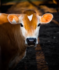 selective focus photography of brown cow