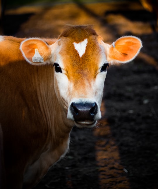 selective focus photography of brown cow in Surrey United Kingdom