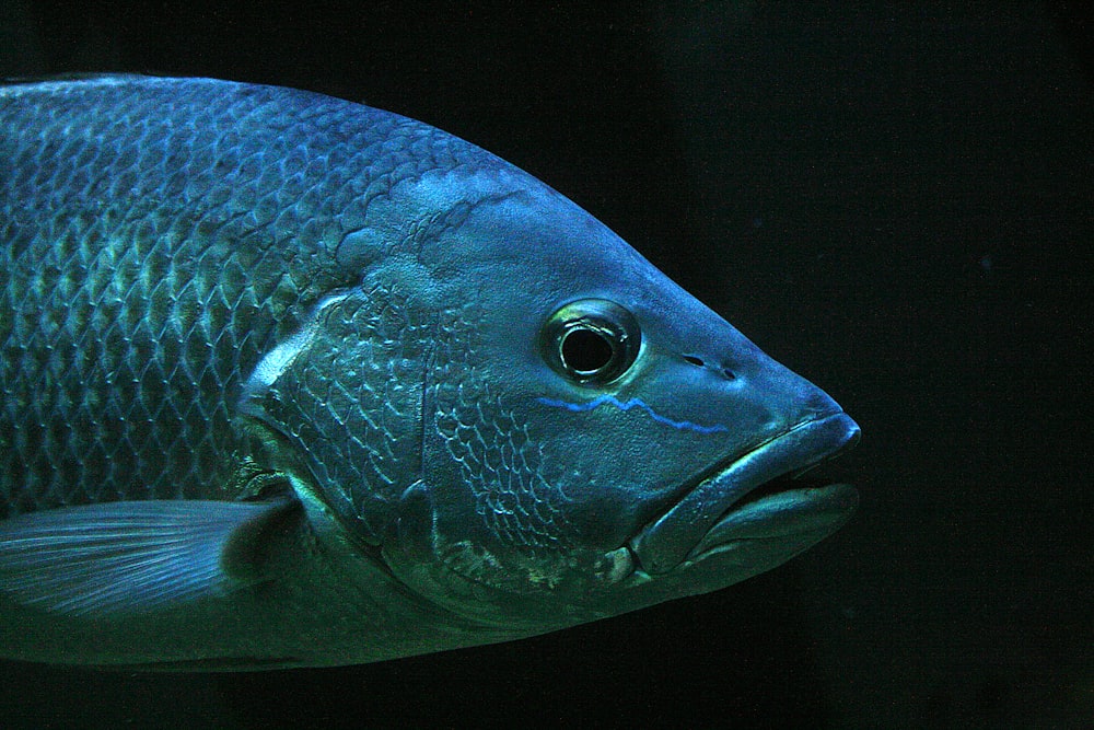 Foto de primer plano de peces grises como mascota