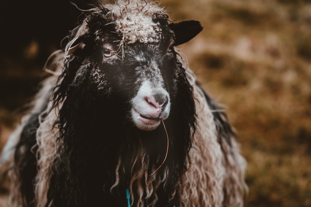 closeup photo of black and tan goat