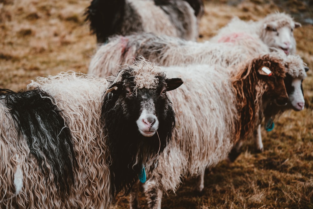 herd of sheep standing on grass field at daytime