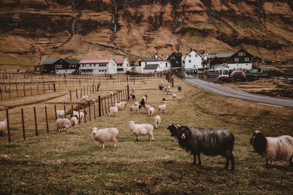 troupeau de moutons
