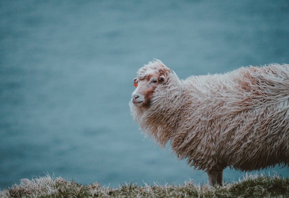 sheep standing at hill in a distance of body of water