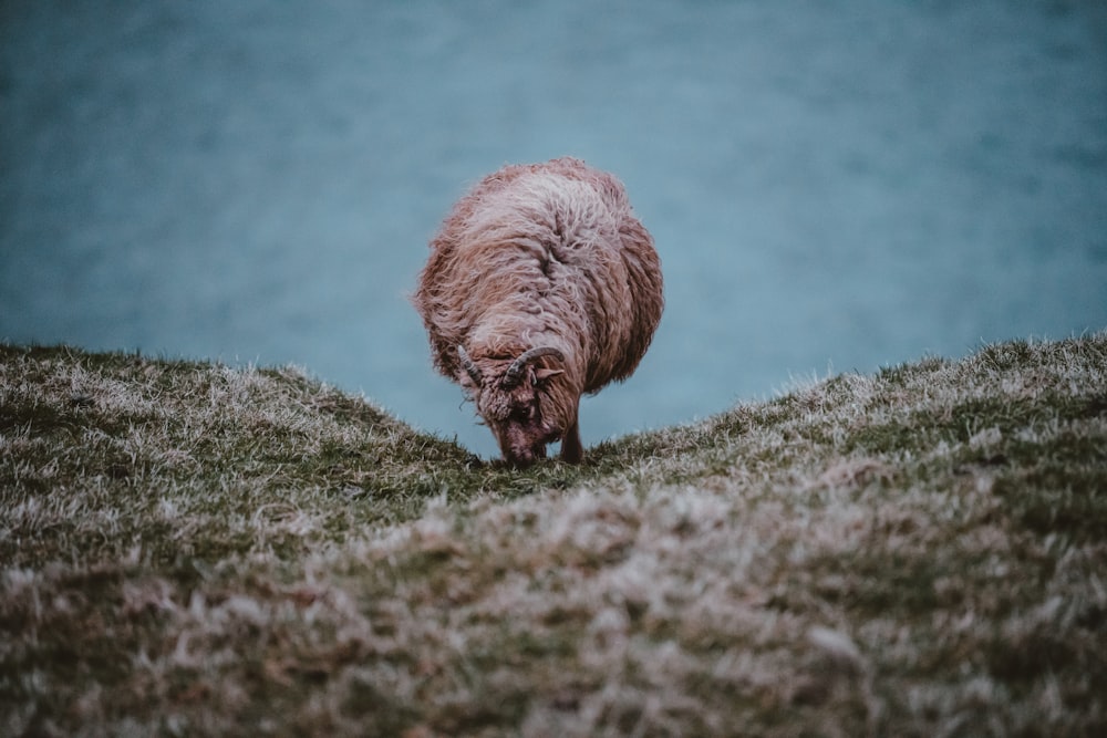 brown sheep in ground