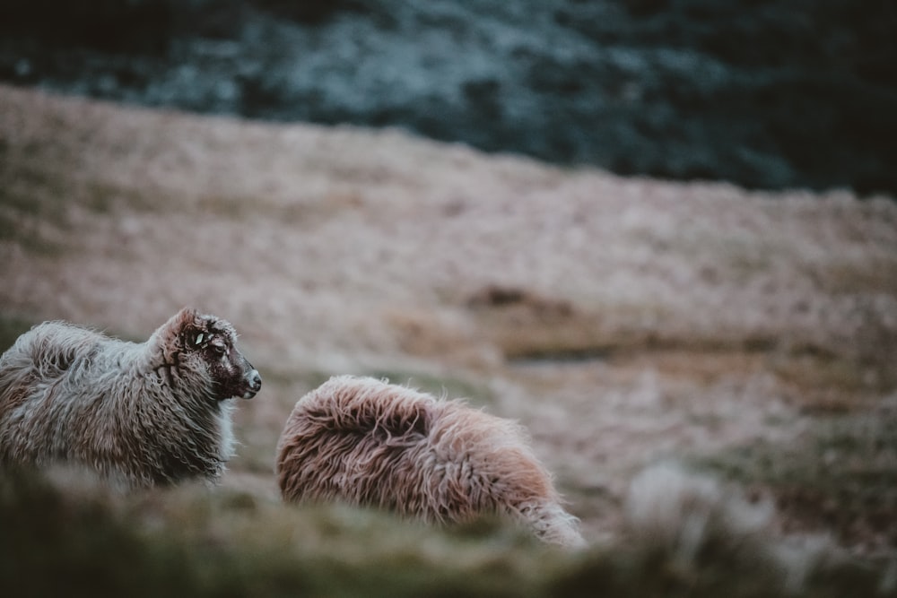 two animals on farm