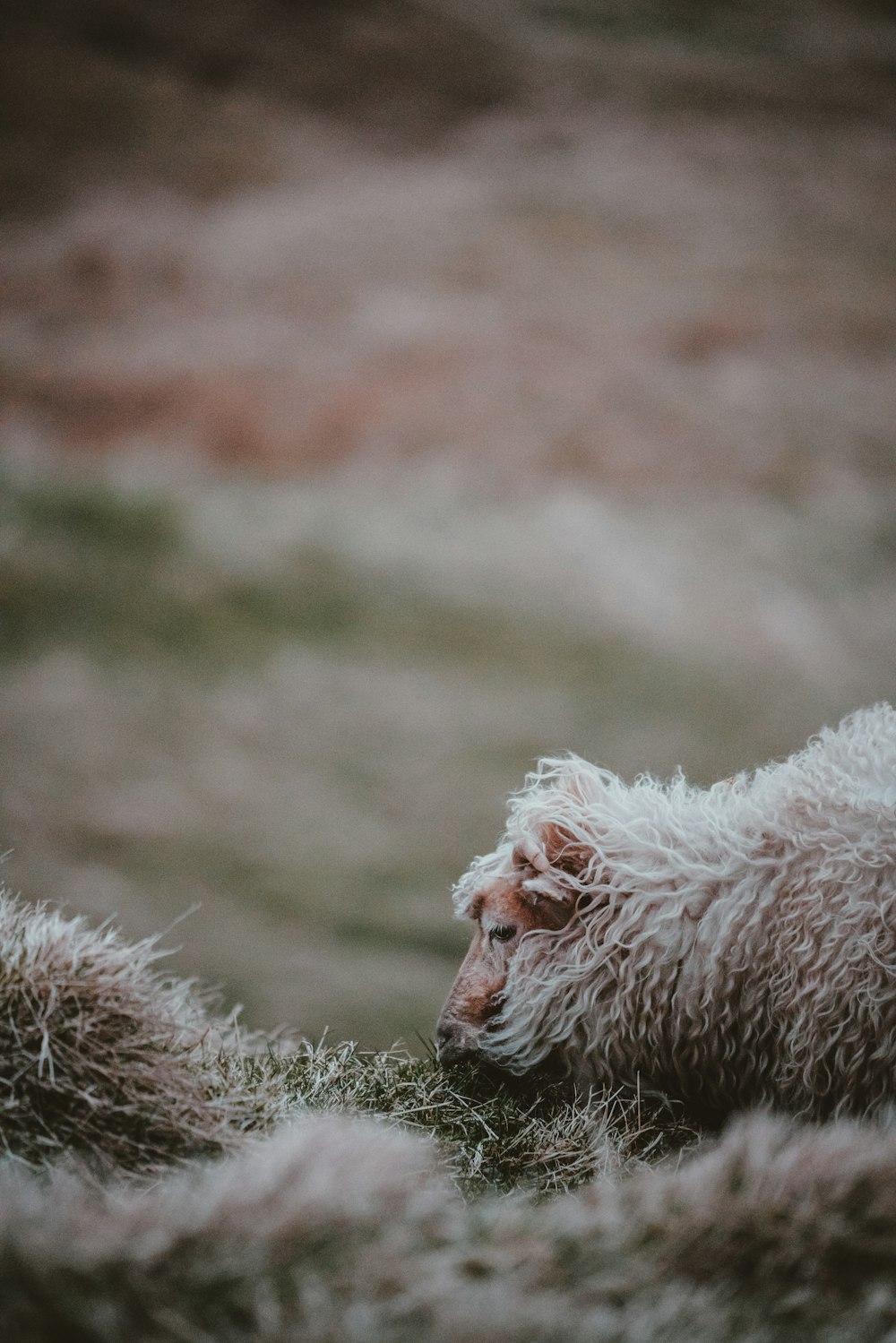 shallow focus photography of white sheep