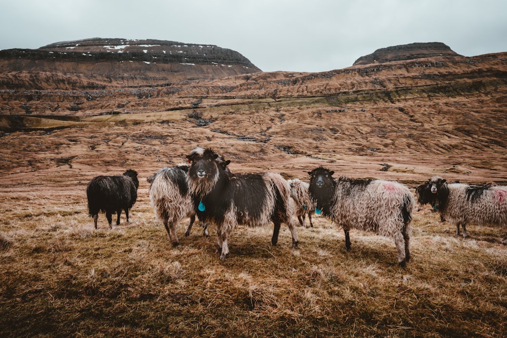 white-and-black sheep