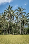 coconut trees on green grass field
