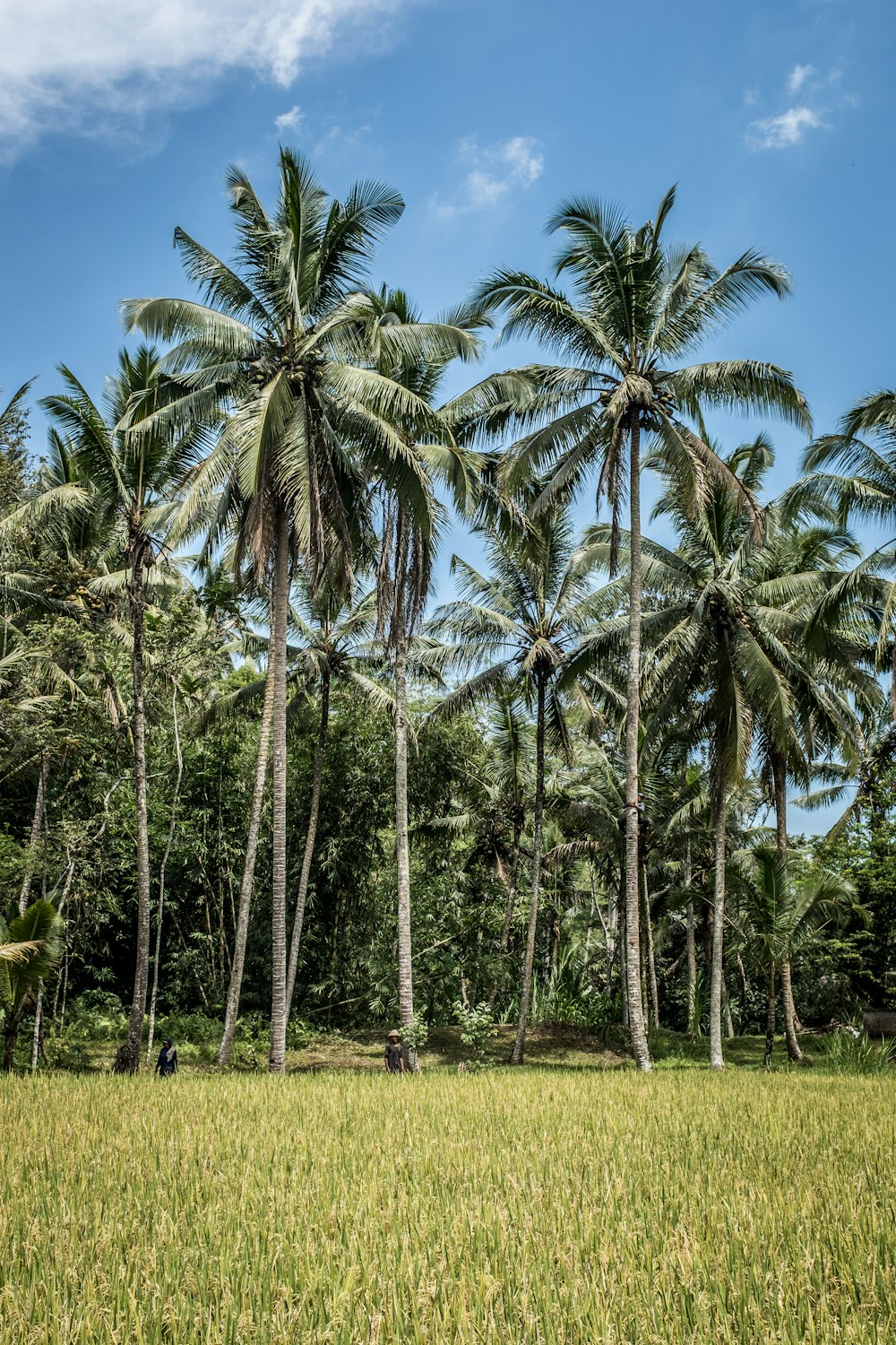 Cocotiers sur champ d’herbe verte