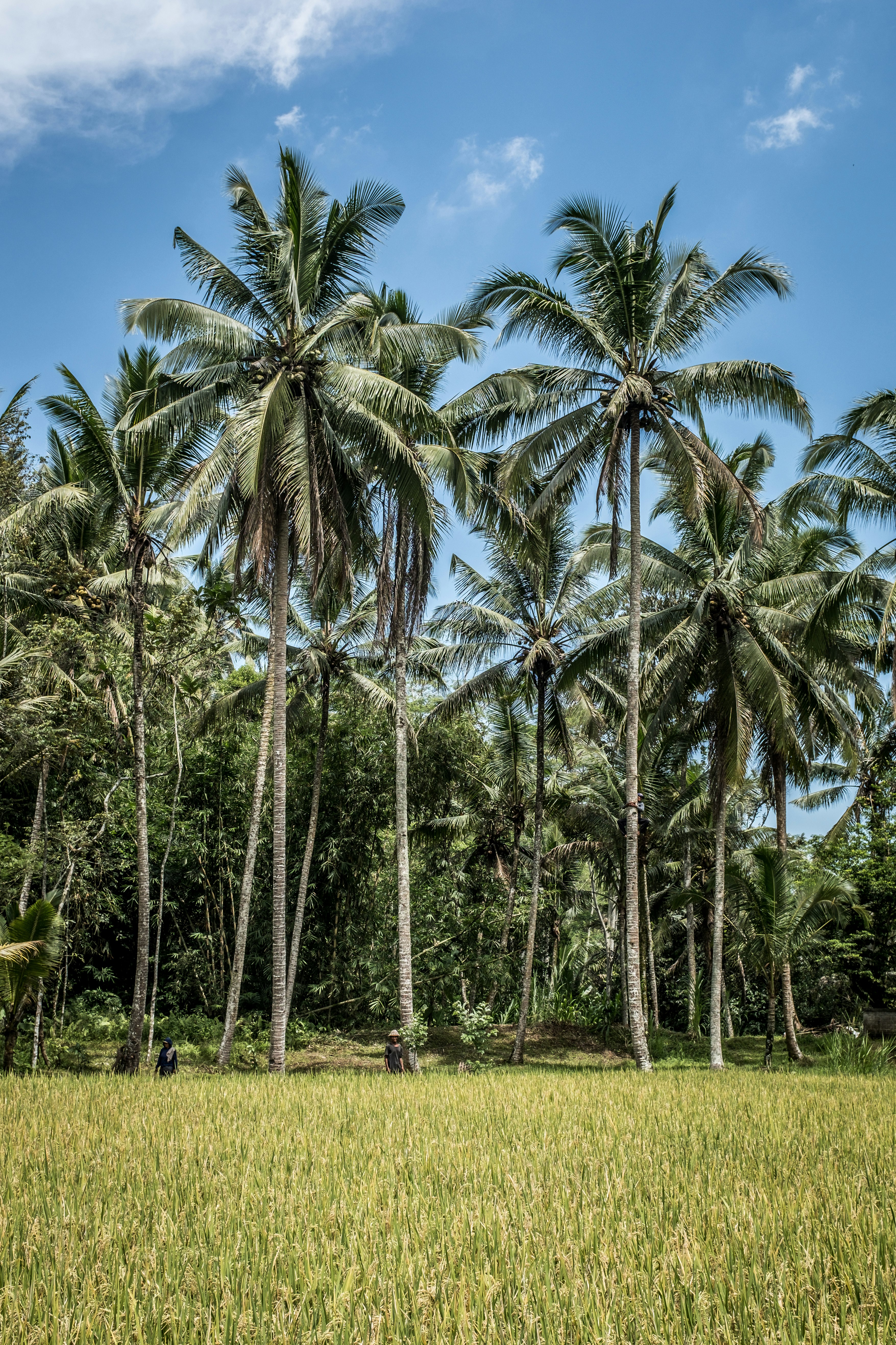 coconut trees on green grass field