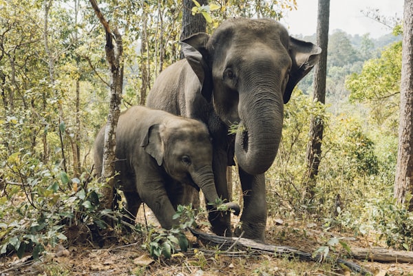 Elephant bathing