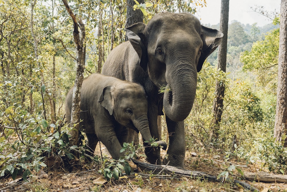 deux éléphants près des arbres