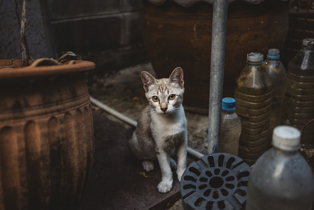 brown tabby kitten beside plastic bottles