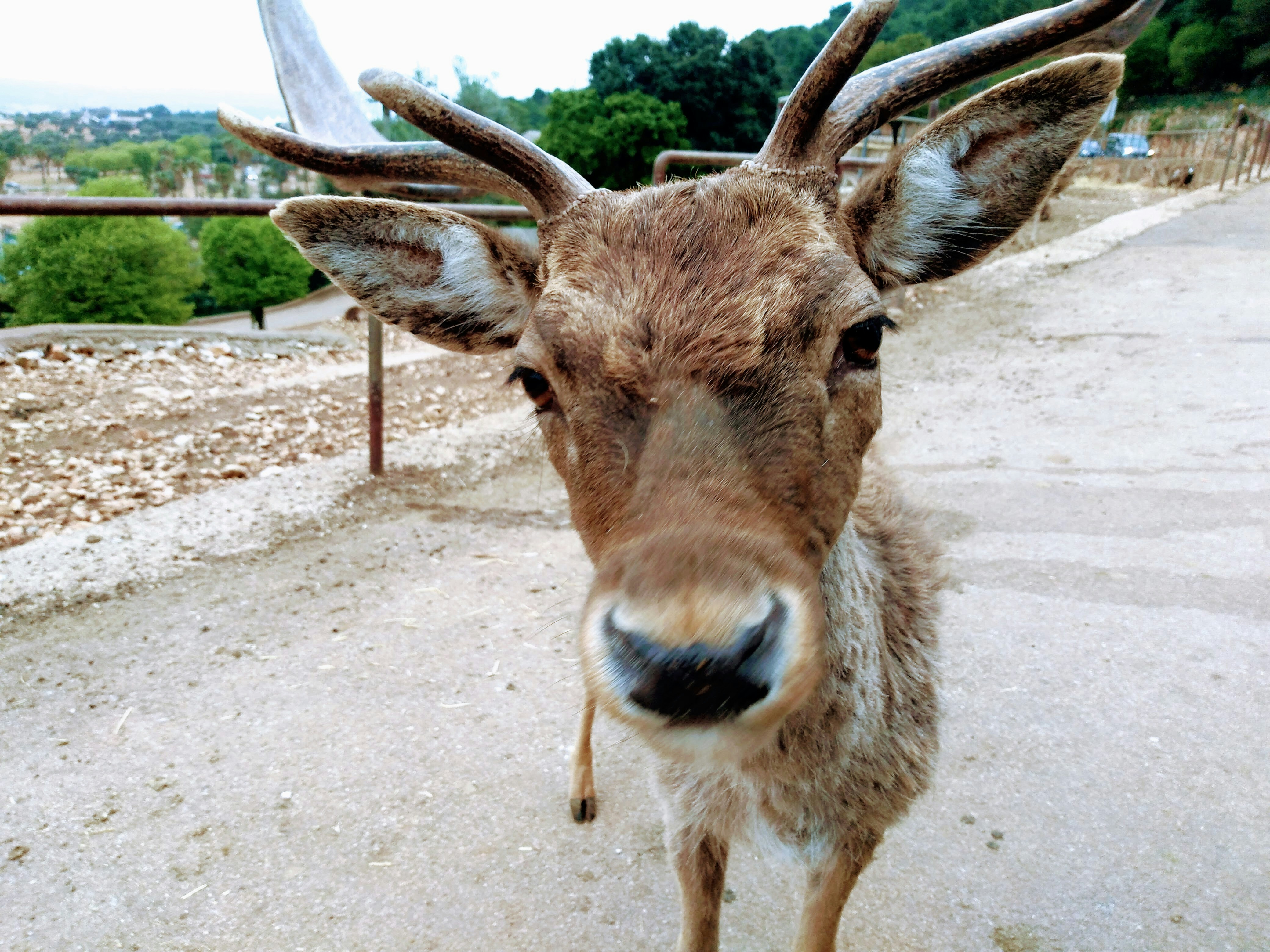 Животные в италии