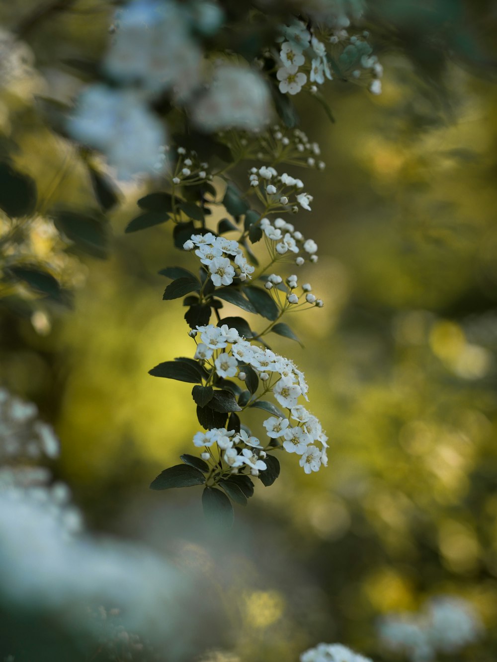 Tiefenschärfefotografie von weißblättrigen Blüten