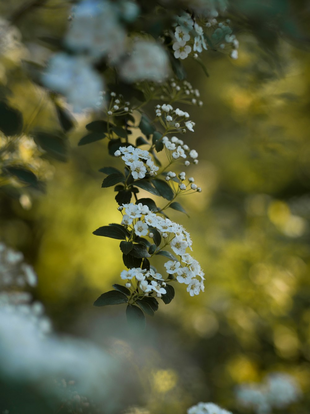 depth of field photography of white petaled flowers