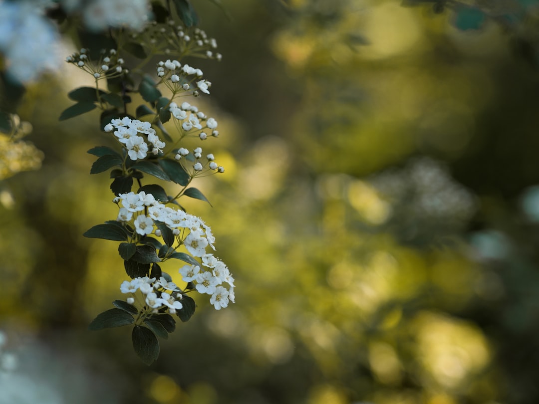 white petaled flowers