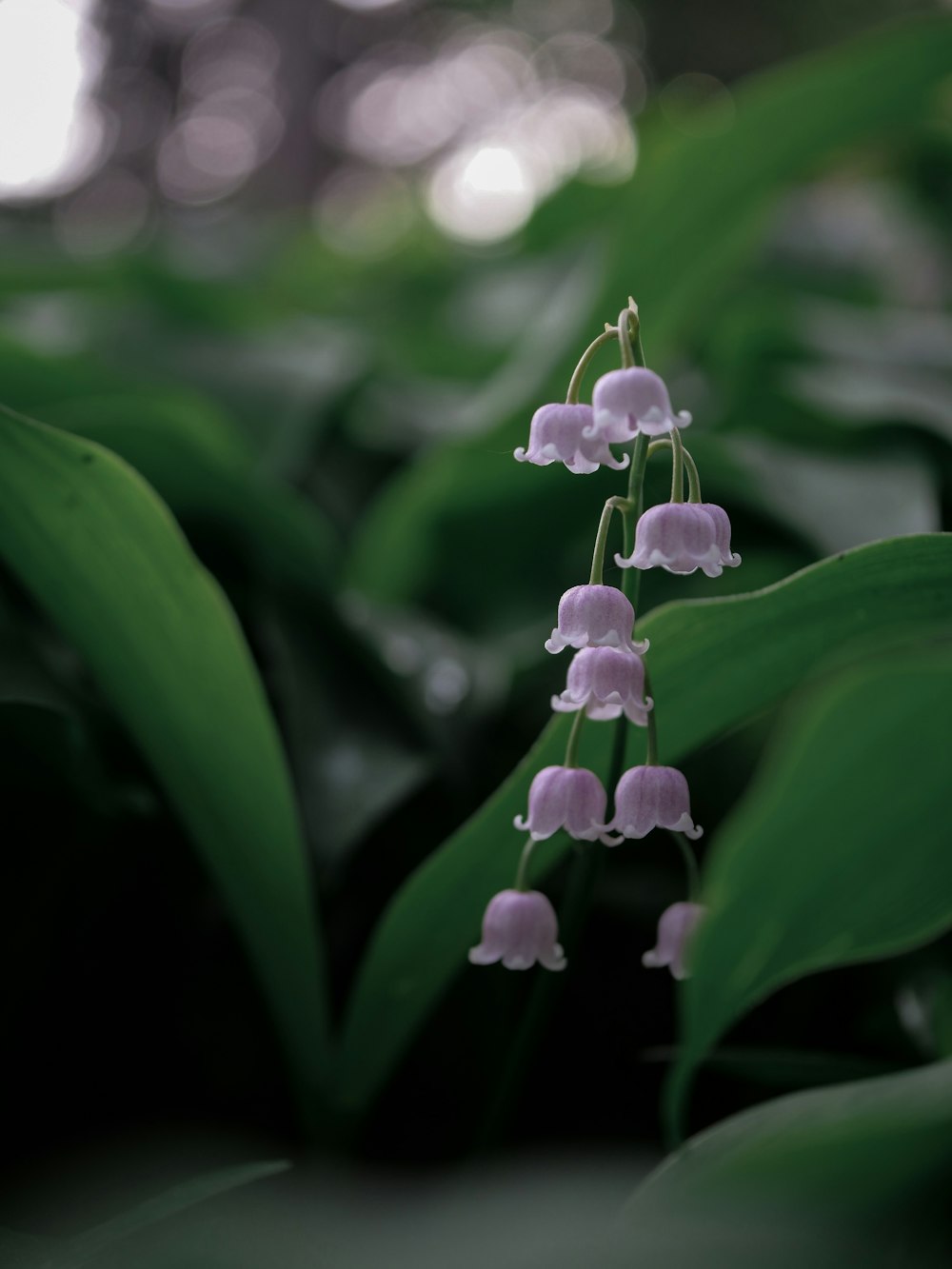 fotografia de foco seletivo de flor de pétala roxa