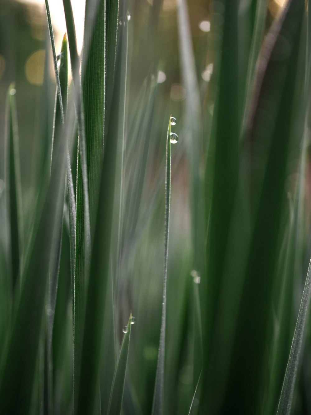 selective focus photography of green plant with dew