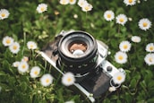 A warm photograph of a camera resting beside a blooming flower in sunlight.