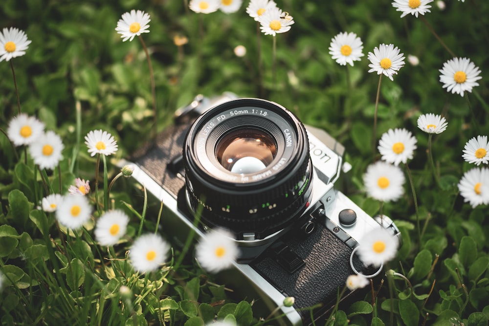 caméra MILC grise sur champ de fleurs de marguerite