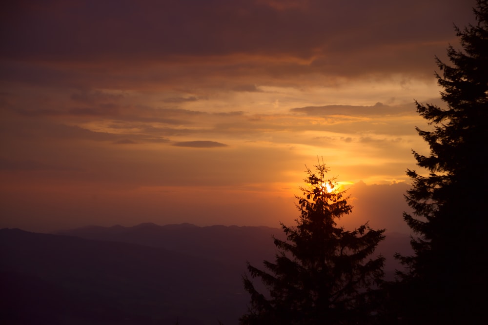 silhouette of trees during dawn