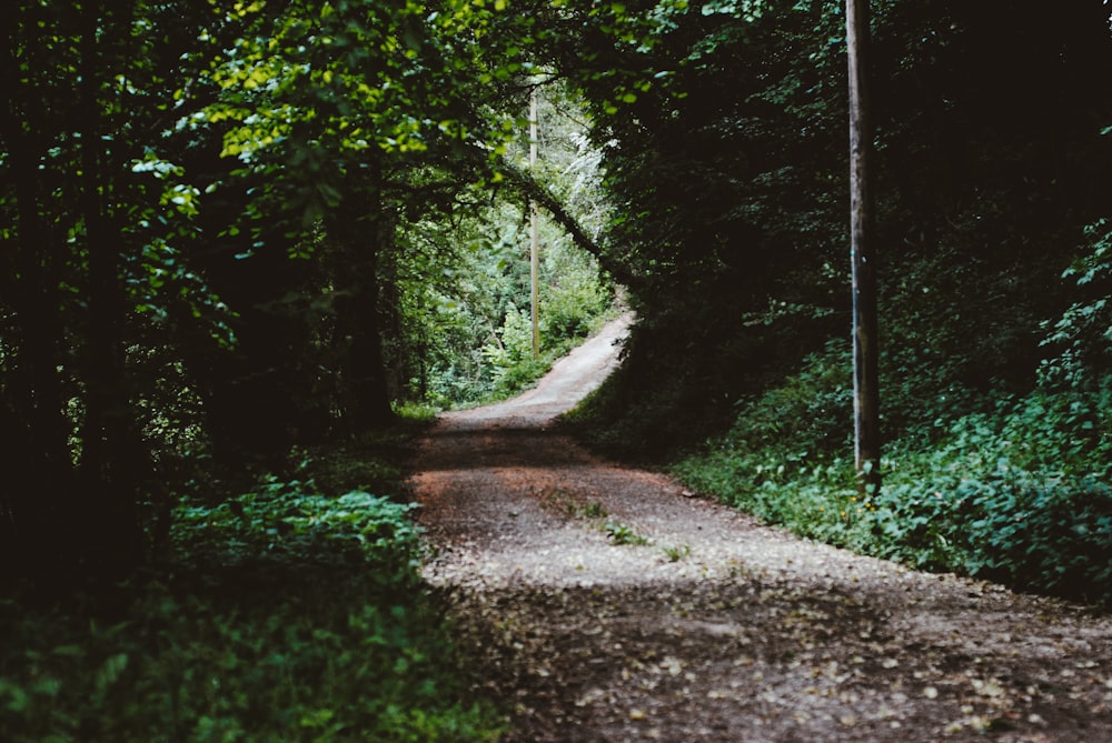 pathway between forest trees