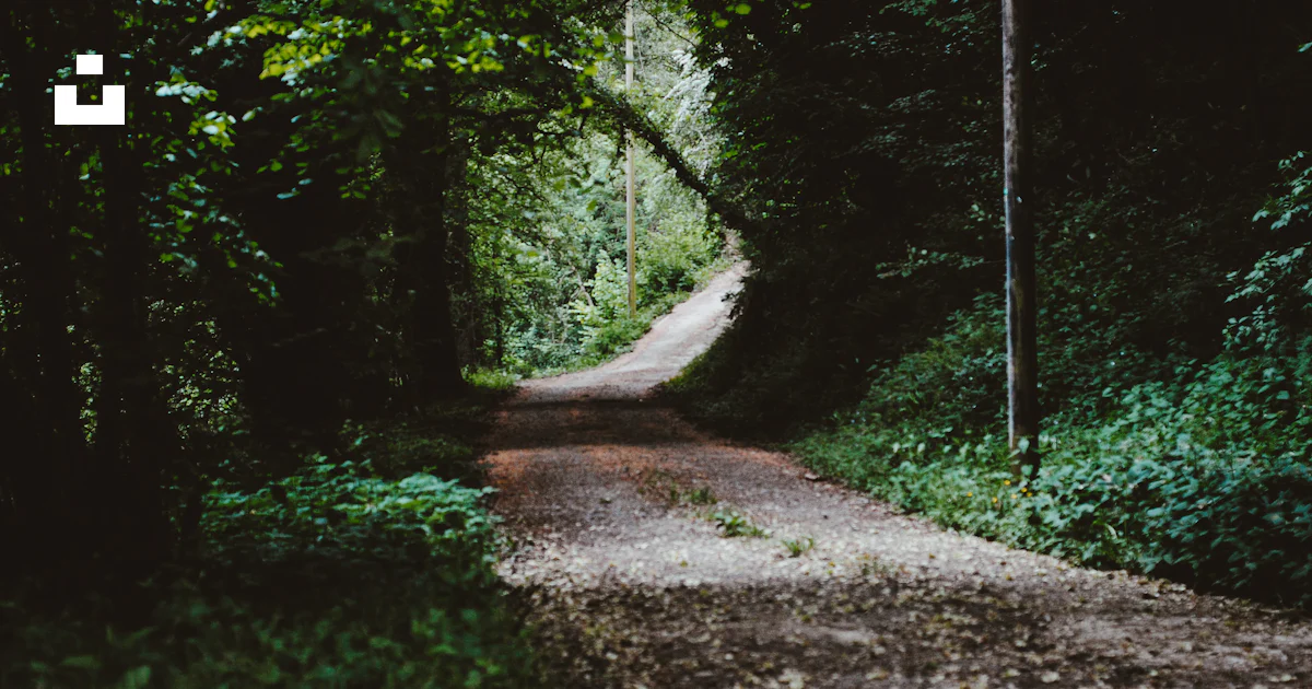 Pathway between forest trees photo – Free Path Image on Unsplash