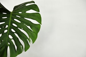 Monstera Aureo