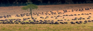 bunch of antelopes