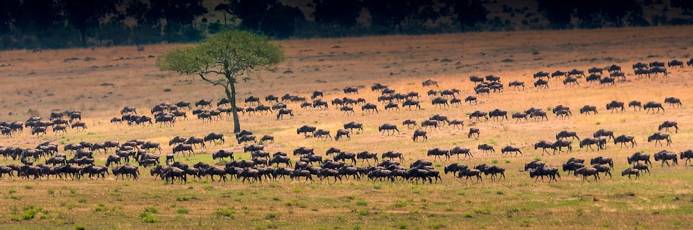 bunch of antelopes