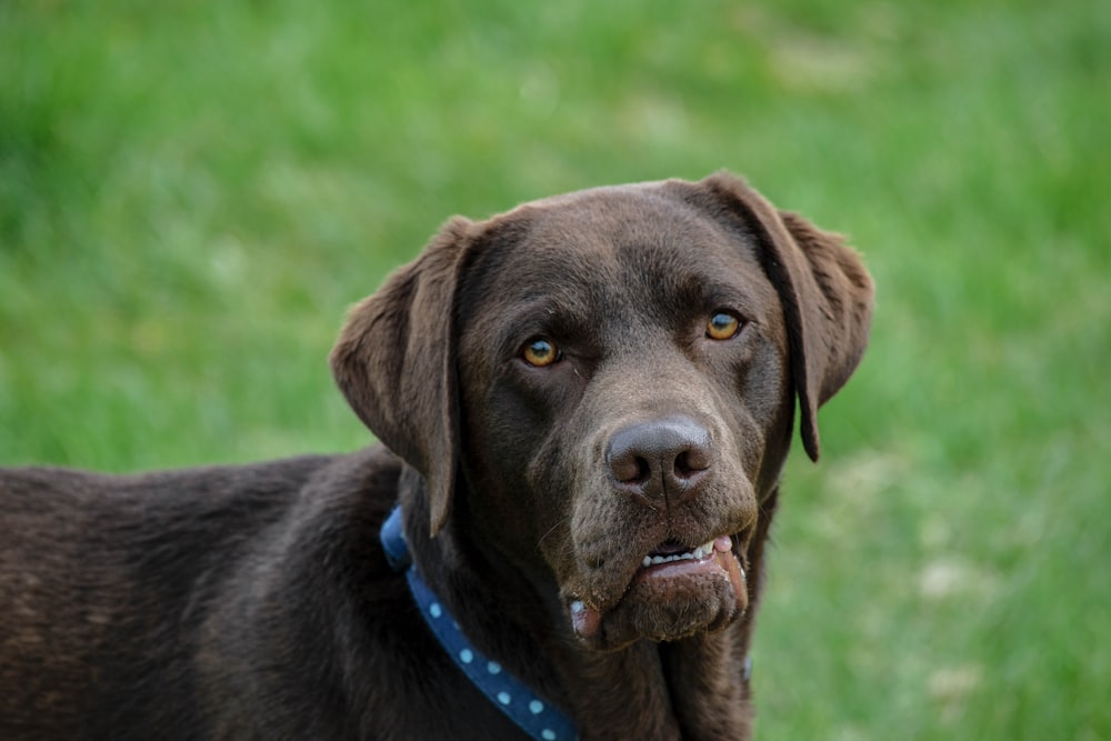 schwarzer Labrador Retriever auf einer grünen Wiese