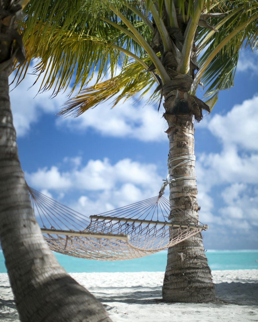 two coconut trees and beige hammock