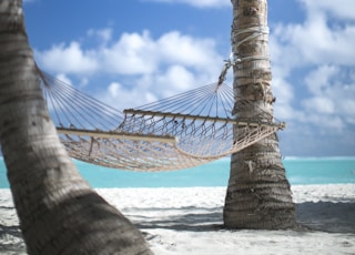 two coconut trees and beige hammock