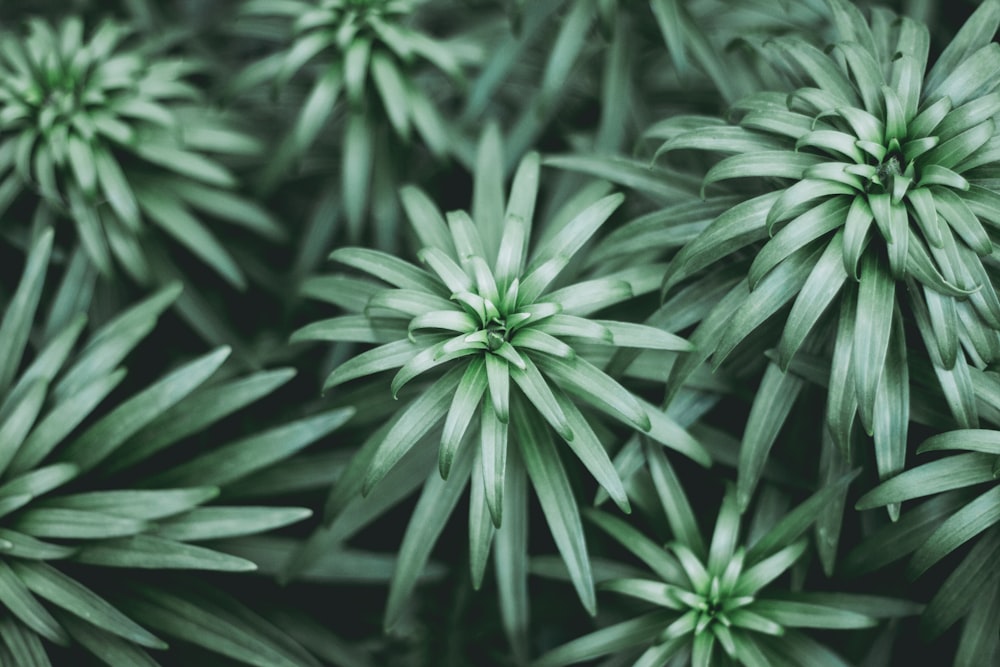 a close up of a bunch of green plants
