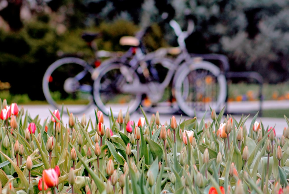 Selektive Fokusfotografie von roten Tulpen