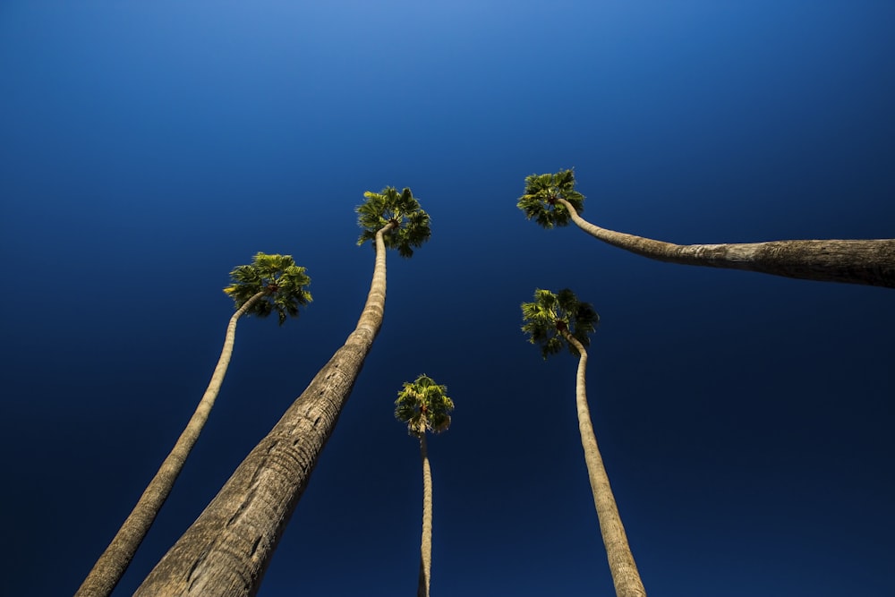 worm's-eye view photography of trees