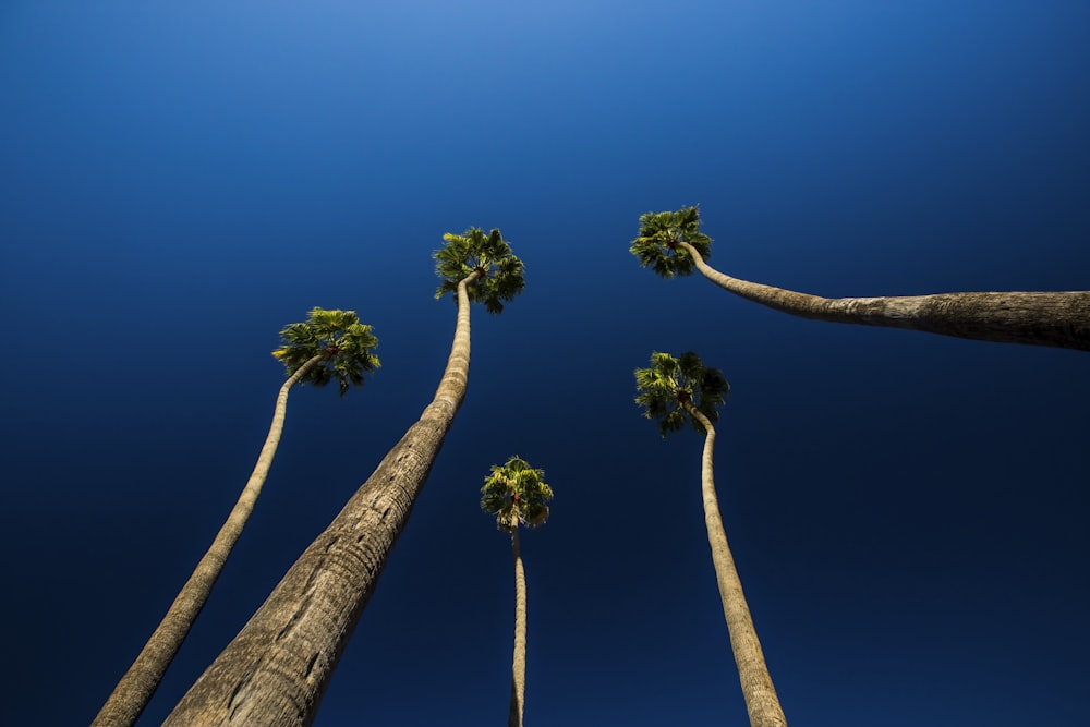 Fotografie von Bäumen aus der Wurmperspektive
