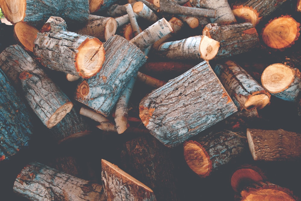 pile of tree logs